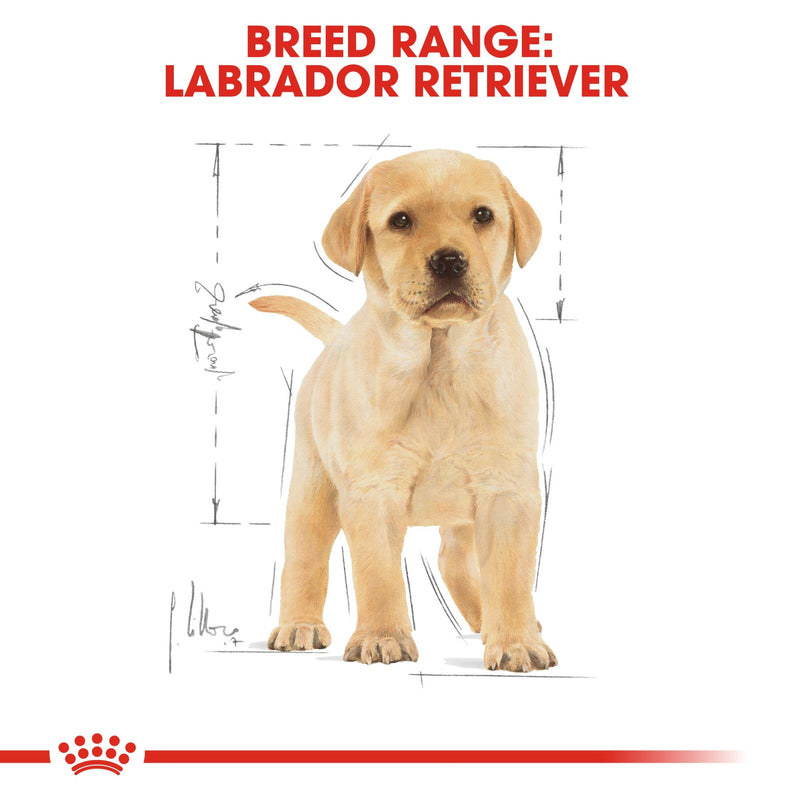 Labrador puppy food, part of planning ahead when you buy a dog in Dubai