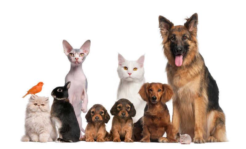 Dogs, cats and small pets together, the range of animals pet relocation services in the UAE handle
