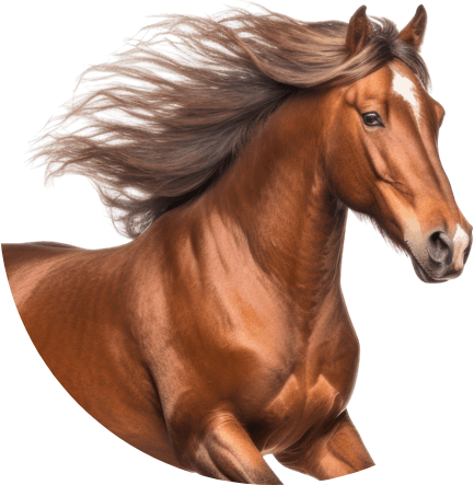 Horse with a full mane and glossy coat, the result the right horse shampoo and grooming routine supports