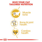 Royal Canin Feline Breed Nutrition British Shorthair Adult