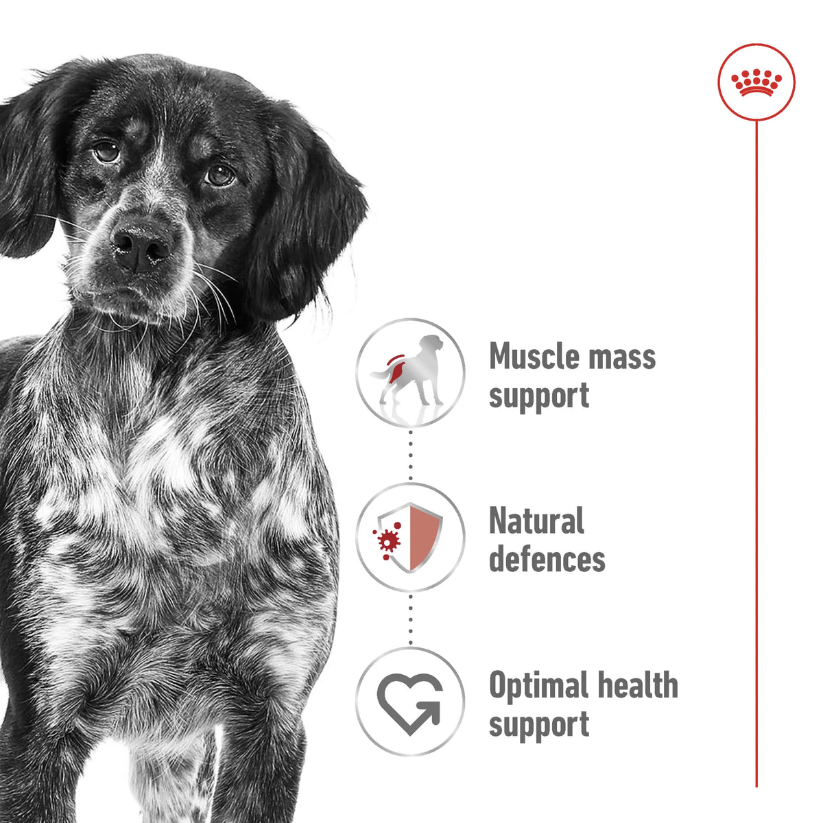 Royal Canin Size Health Nutrition Medium Adult Wet Food - Pouches 10 x 140 g