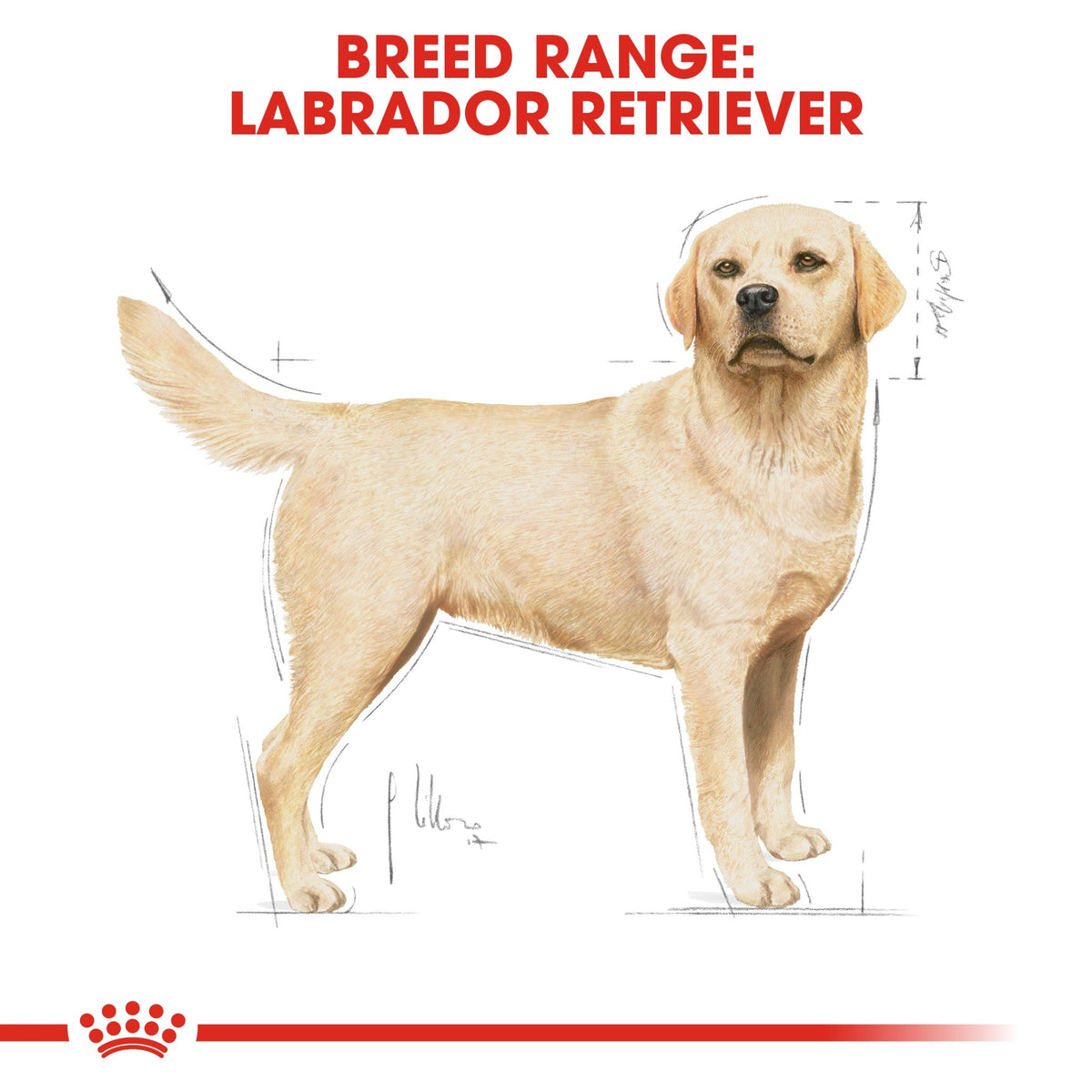 Royal Canin Breed Health Nutrition Labrador Adult
