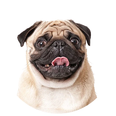 Flat-faced dog, the type needing extra care over dryer heat when you book pet grooming near me