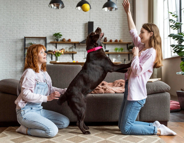 How to keep your pet busy