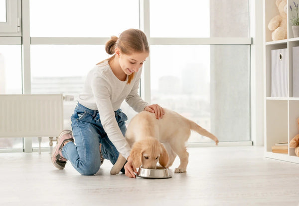 How to feed your pet