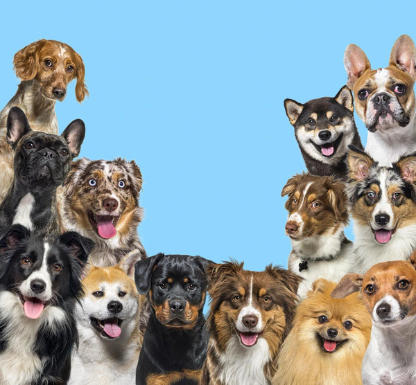 Popular dog breeds