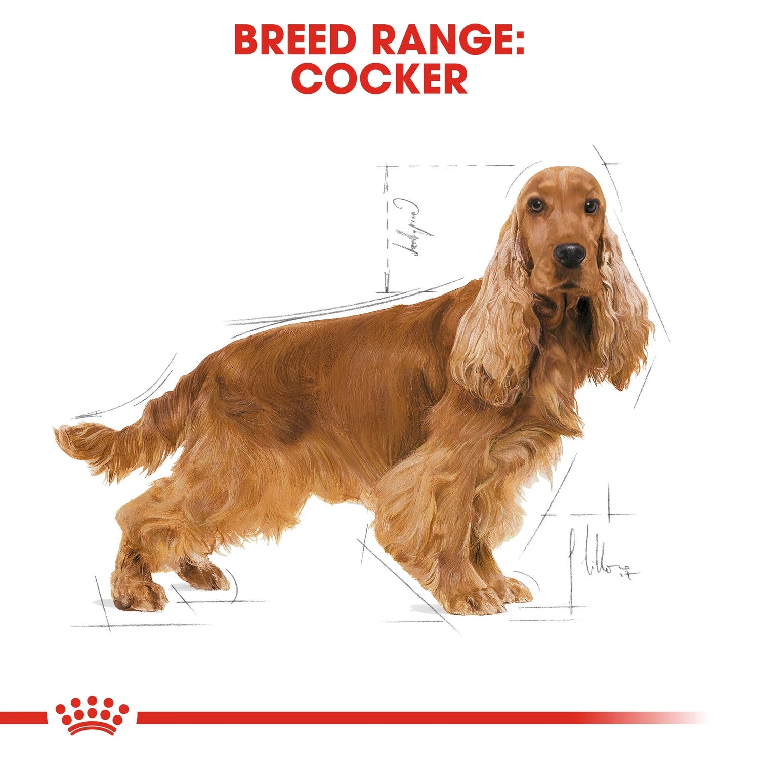Royal Canin  Breed Health Nutrition Cocker Adult 3 kg