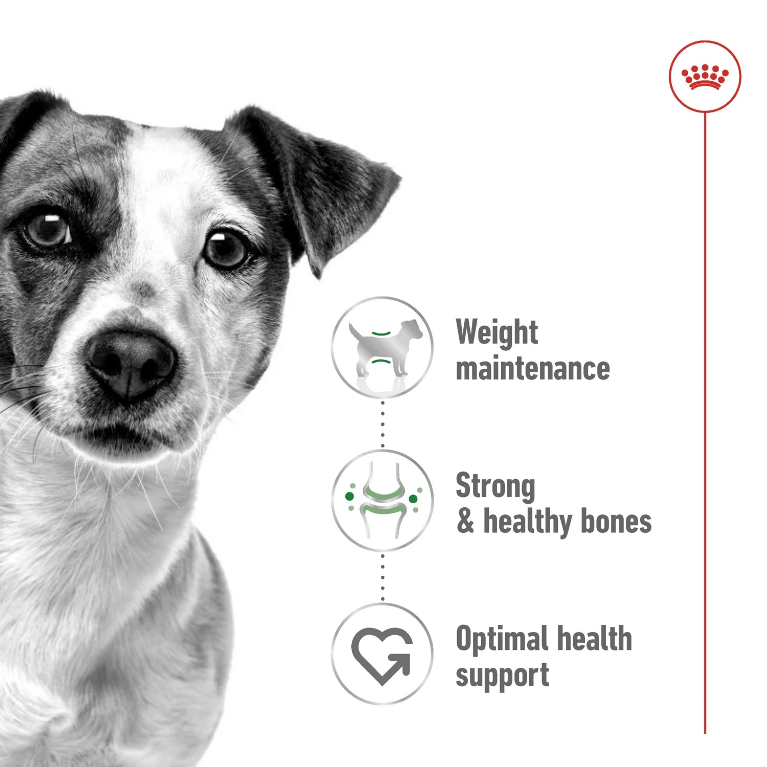 Royal Canin Size Health Nutrition Mini Adult 2 kg