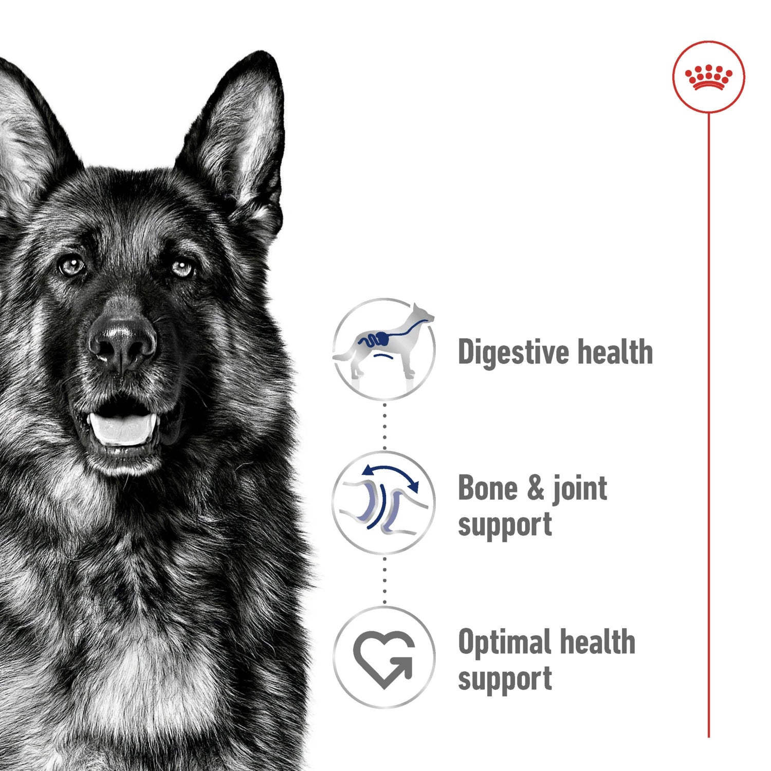 Royal Canin Size Health Nutrition Maxi Adult 4 kg