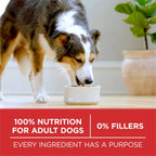 PURINA ONE  SMALL BITE BEEF RICE