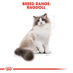 Royal Canin Ragdoll