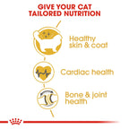 Royal Canin Ragdoll
