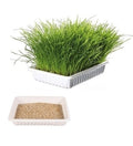 Trixie Cat Grass in Tray for Cats