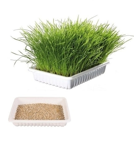 Trixie Cat Grass in Tray for Cats