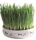 Trixie Cat Grass in Ceramic Bowl for Cats